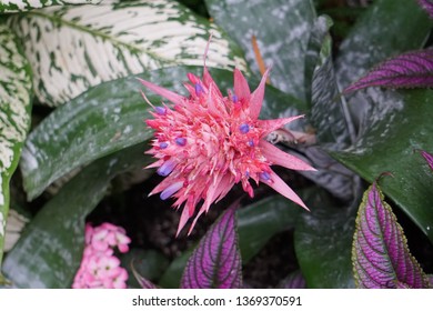 Bromeliad At Bloedel Conservatory