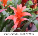 Bromeliad. The Bromeliaceae (the bromeliads) are a family of monocot flowering plants of about 80 genera and 3700 known species, native mainly to the tropical Americas,