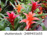 Bromeliad. The Bromeliaceae (the bromeliads) are a family of monocot flowering plants of about 80 genera and 3700 known species, native mainly to the tropical Americas,