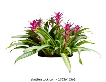 Bromeliad Bush In Pink Flowers Isolated On White Background. Tropical Plant Bush For Nature Backdrop.