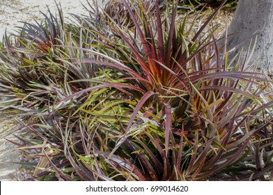 Bromeliad Cherry Coke, Dyckia Platyphylla, X ‘Carslad’