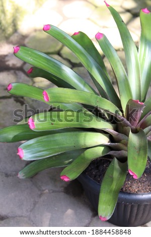 Bromeliad Neomea Spectablis or Painted fingernail plant  