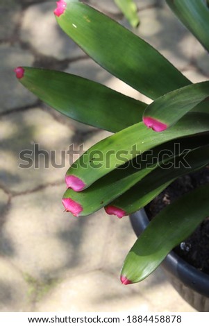Bromeliad Neomea Spectablis or Painted fingernail plant  