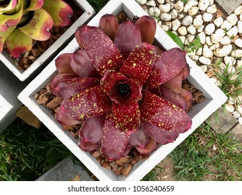 Bromeliad Neoregelia Plant