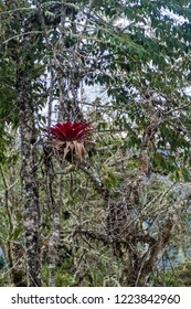 Bromeliad On A Tree Near Leymebamba Village In Northern Peru