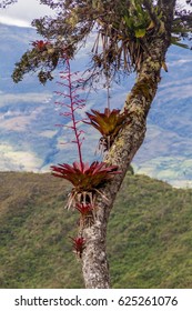 Bromeliad On A Tree Near Leymebamba Village In Northern Peru