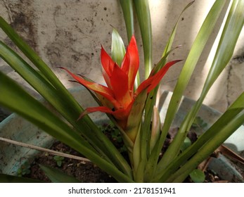 Bromeliad Ornamental Plant In A Pot. Tropical Flower With Red And Orange Petals.