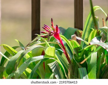 A Bromeliad Plant With Bloom