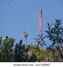 A Bromeliad Plant Grows Above Trees In The Andes Mountains, Cusco, Peru