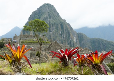 Bromeliad Plants In Machu Picchu - Peru 