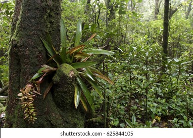 Bromeliad In The Rainforest, Costa Rica