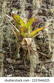 Bromeliad In A Tree Trunk In A Rainforest.