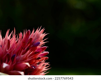 Bromeliad (Vriesea) tropical plant. Aechmea fasciata, Urn Plant, Bromeliaceae, guzmania. Bromeliad or vriesea flower in farm garden. Close up of pink bromeliad flower or Aechmea - Powered by Shutterstock