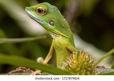 Bronchocela cristatella, also known as the green crested lizard, is a species of agamid lizard endemic to Southeast Asia