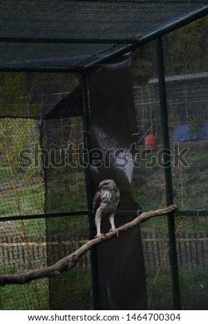 brontok eagle from indonesia west java at a consevation