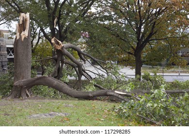 BRONX, NY - October 30: Trees Collapsed In Park Near Yankee Stadium After Hurricane Sandy Passed Through The Northeast The Evening Before.  Photographed October 30, 2012 In New York.