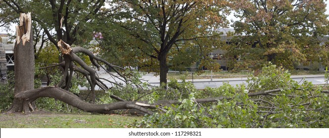 BRONX, NY - October 30: Trees Collapsed In Park Near Yankee Stadium After Hurricane Sandy Passed Through The Northeast The Evening Before.  Photographed October 30, 2012 In New York.