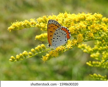 A Bronze Copper (Lycaena Hyllus) Butterfly 