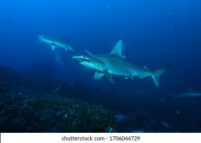 Bronze Hammerhead Shark (Sphyrna Lewini)