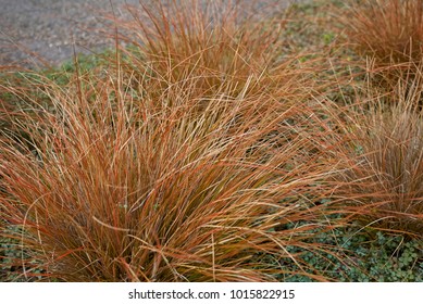 Bronze Leatherleaf Sedge