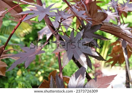 The bronze leaves of the Ricinus communis 'New Zealand Black' purple castor oil plant. 