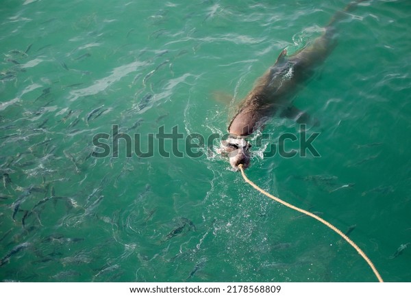 208 Shark Cage Boat Images, Stock Photos & Vectors | Shutterstock