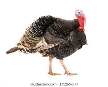 Bronze turkey isolated on a white background. 1.5 year,  weight is 12 kilograms.