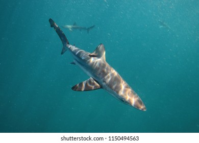 Bronze Whaler Or Copper Shark, Carcharhinus Brachyurus, Cape Infanta, South Africa, Indian Ocean