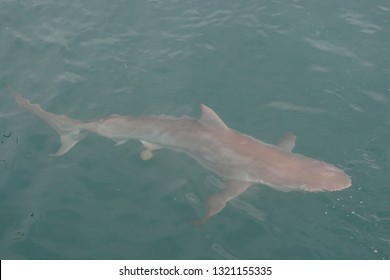 Bronze Whaler Or Copper Shark, Carcharhinus Brachyurus, Gansbaai, South Africa, Atlantic Ocean