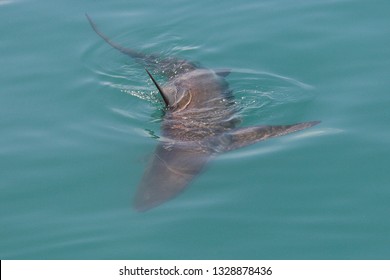 Bronze Whaler Or Copper Shark, Carcharhinus Brachyurus, Gansbaai, South Africa, Atlantic Ocean