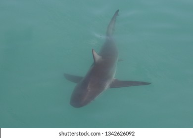 Bronze Whaler Or Copper Shark, Carcharhinus Brachyurus, Gansbaai, South Africa, Atlantic Ocean