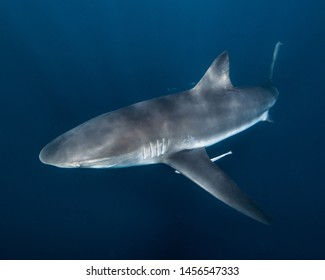 Bronze Whaler On The Ningaloo Reef