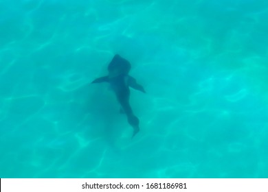 Bronze Whaler Patrolling The Beach Adelaide Australia