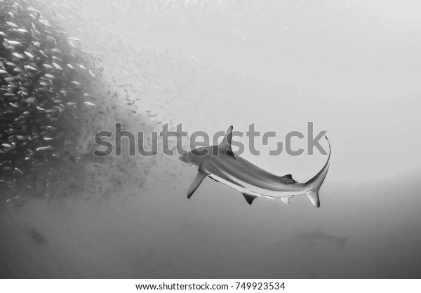 Bronze whaler shark attacking\
a sardine bait ball during the sardine run, east coast of South\
Africa.