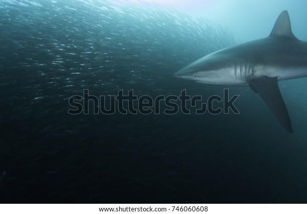 Bronze whaler shark\
attacks a sardine bait ball to feed during the sardine run, Wild\
Coast, South Africa.