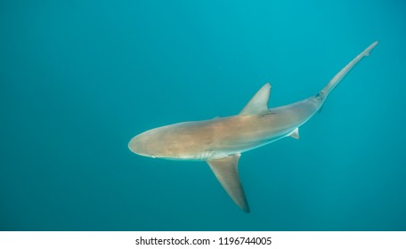 Bronze Whaler Shark During The Sardine Run, South Africa. 