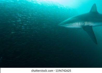 Bronze Whaler Shark Feeding On A Sardine Bait Ball During The Sardine Run, South Africa. 