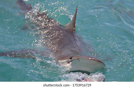 Bronze Whaler Shark Head Above The Surface