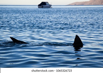 A Bronze Whaler Shark Stalks The Bay Of The French Pass, Marlborough Sounds, NZ. 2017