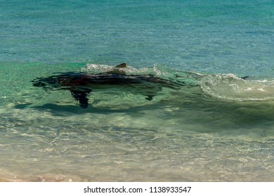 Bronze Whaler Shark Swimming In Shore Break