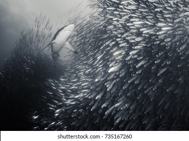 Bronze Whaler Shark Swimming Through A Large Sardine Bait Ball Looking To Feed During The Sardine Run, East Coast Of South Africa.