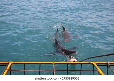 Bronze Whaler Sharks Approaching The Shark Cage