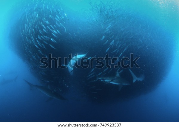 Bronze whaler sharks\
attacking a sardine bait ball during the sardine run, east coast of\
South Africa.
