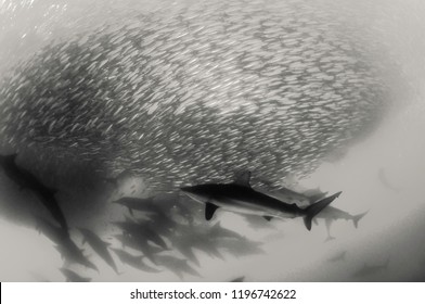 Bronze Whaler Sharks Feeding On A Sardine Bait Ball During The Sardine Run, South Africa. 