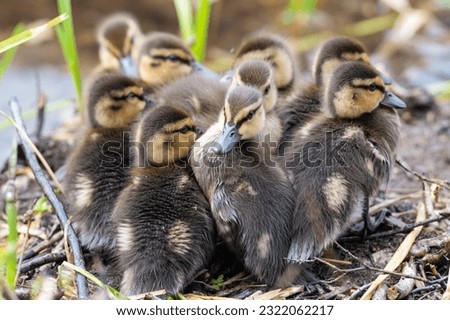 A brood of fluffy mallard ducklings huddled together near the water's edge. The small ducks are yellow and brown in color with soft down coats. The newborn ducks are standing among grass reeds.