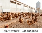 Brood of free range hen and roosters walking freely near chicken coop while raising on ecological poultry farm in countryside
