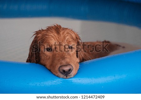 Brood golden retriever dog stand in blue plastic pool and looking for someone to play with him.