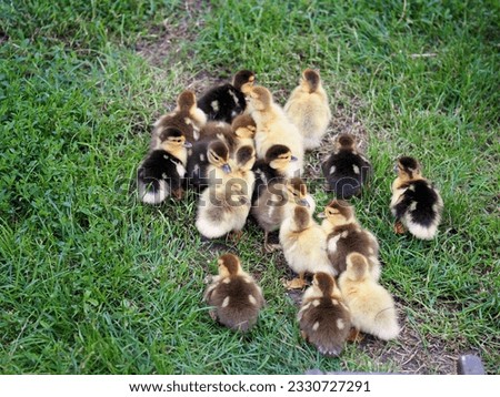 Similar – Image, Stock Photo Baby Muscovy ducklings Cairina moschata