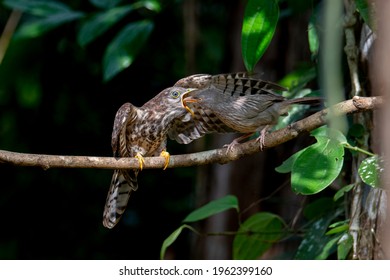 Brood Parasitism Exhibited By Jungle Babbler And Cuckoo Juvenile