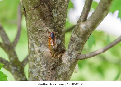 Brood V 17 Year Periodical Cicadas Feeding In A Young Maple Tree In Southwest Pennsylvania